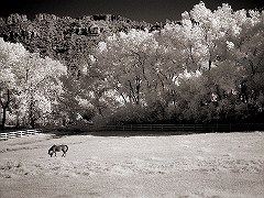 Horse in Pasture Near Zion, UT � Dave Hickey